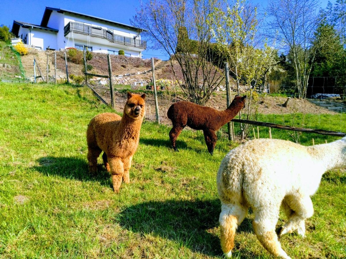 Ferienwohnung Alpaka Blick Schneppenbach Zewnętrze zdjęcie